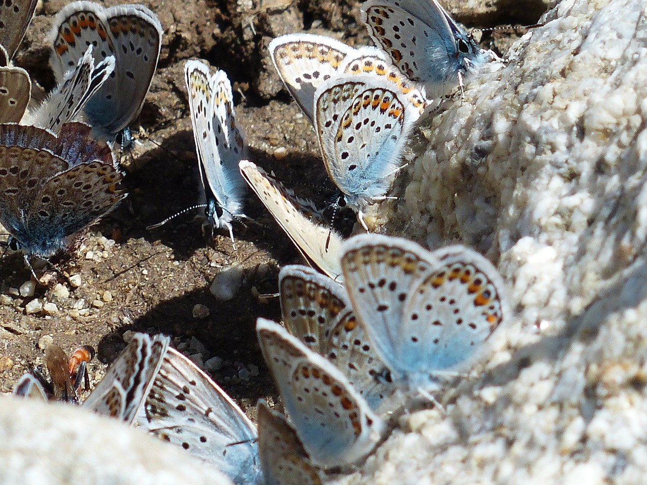 butterflies restharrow's blue polyommatus icarus free photo