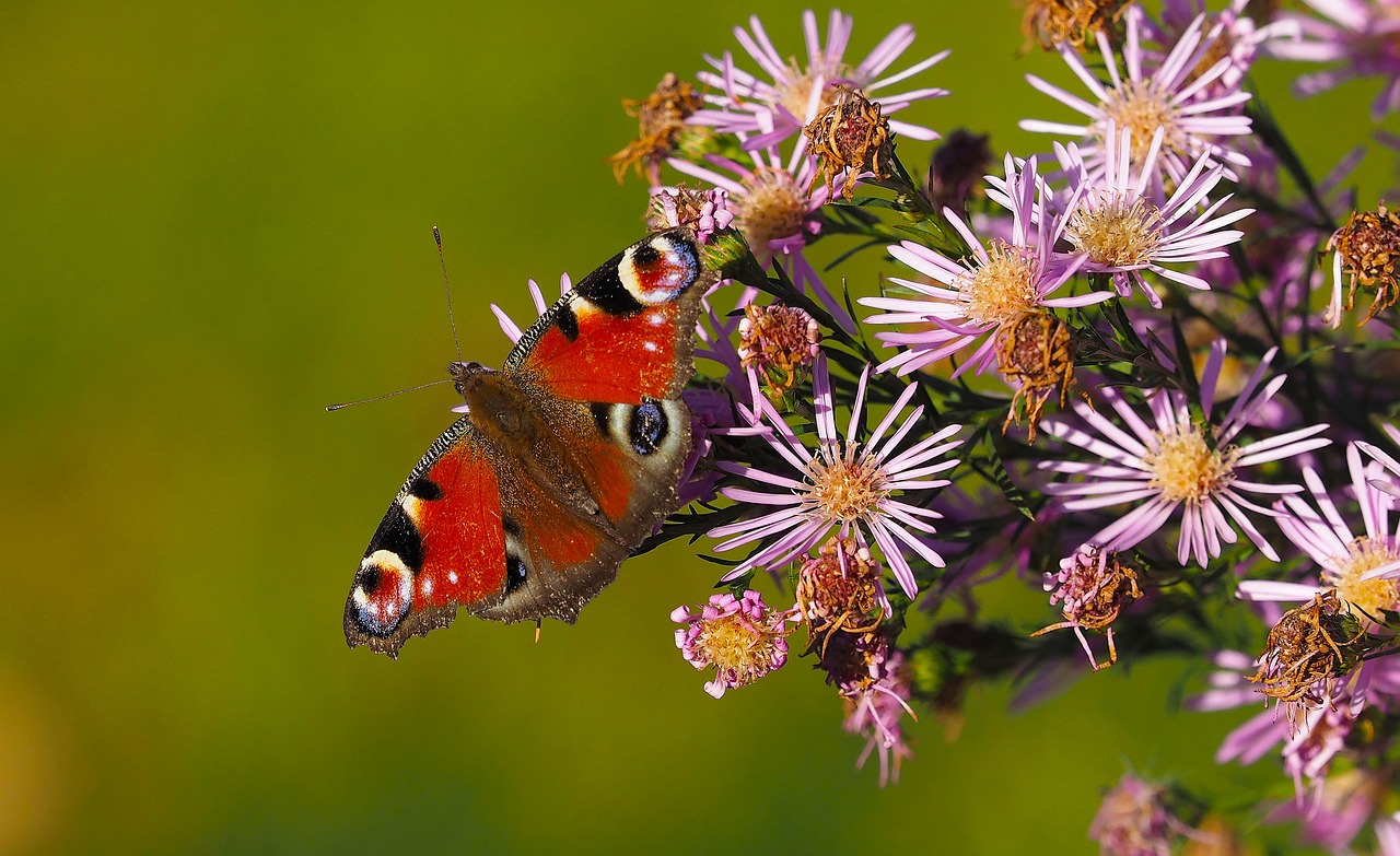 butterflies peacock insects free photo