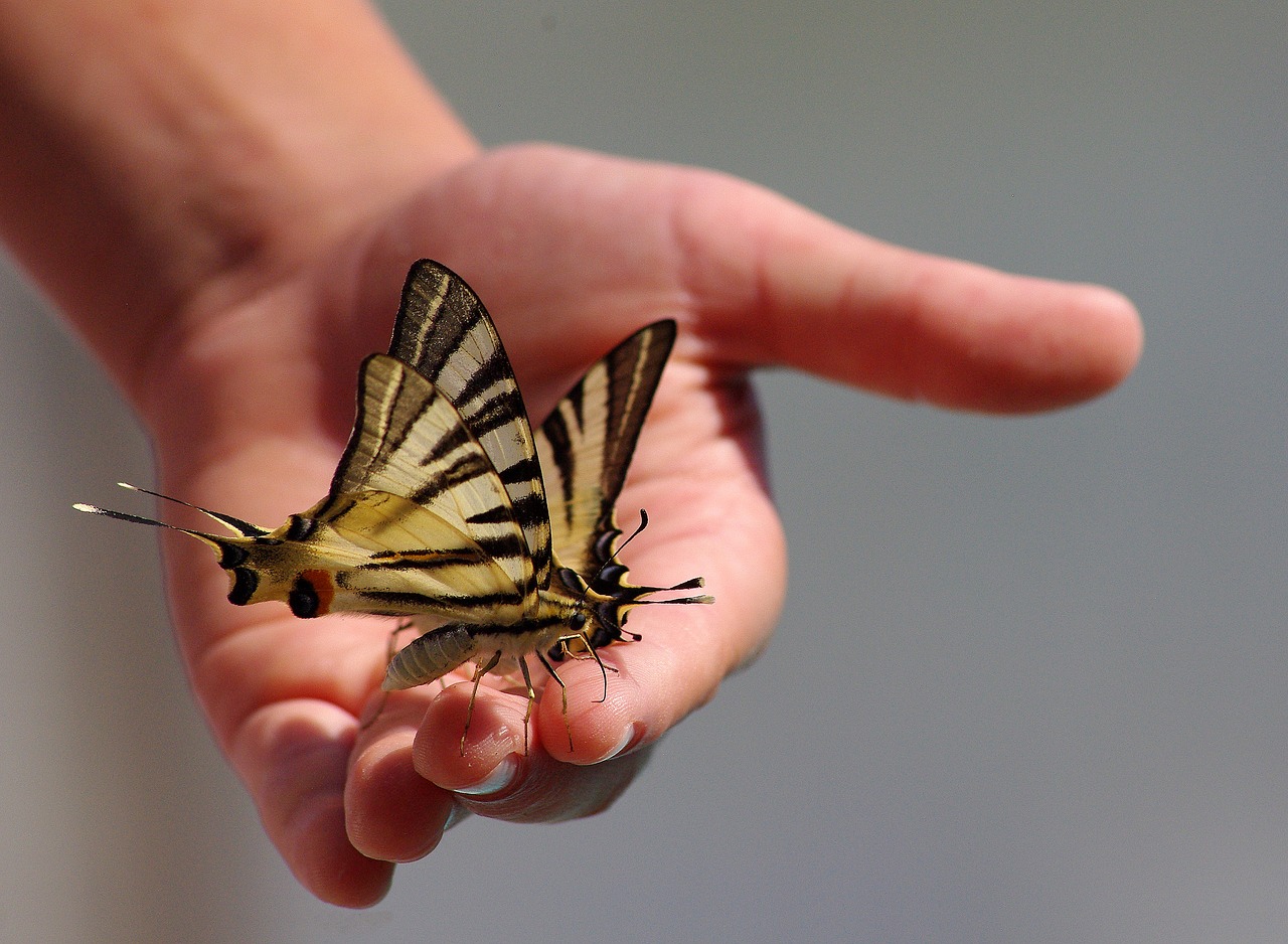 butterflies animals hand free photo