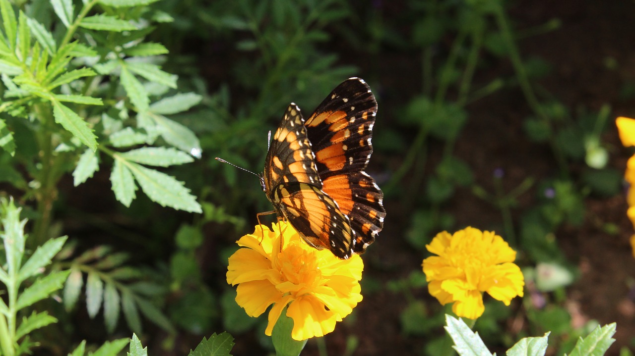 butterflies flowers forest free photo