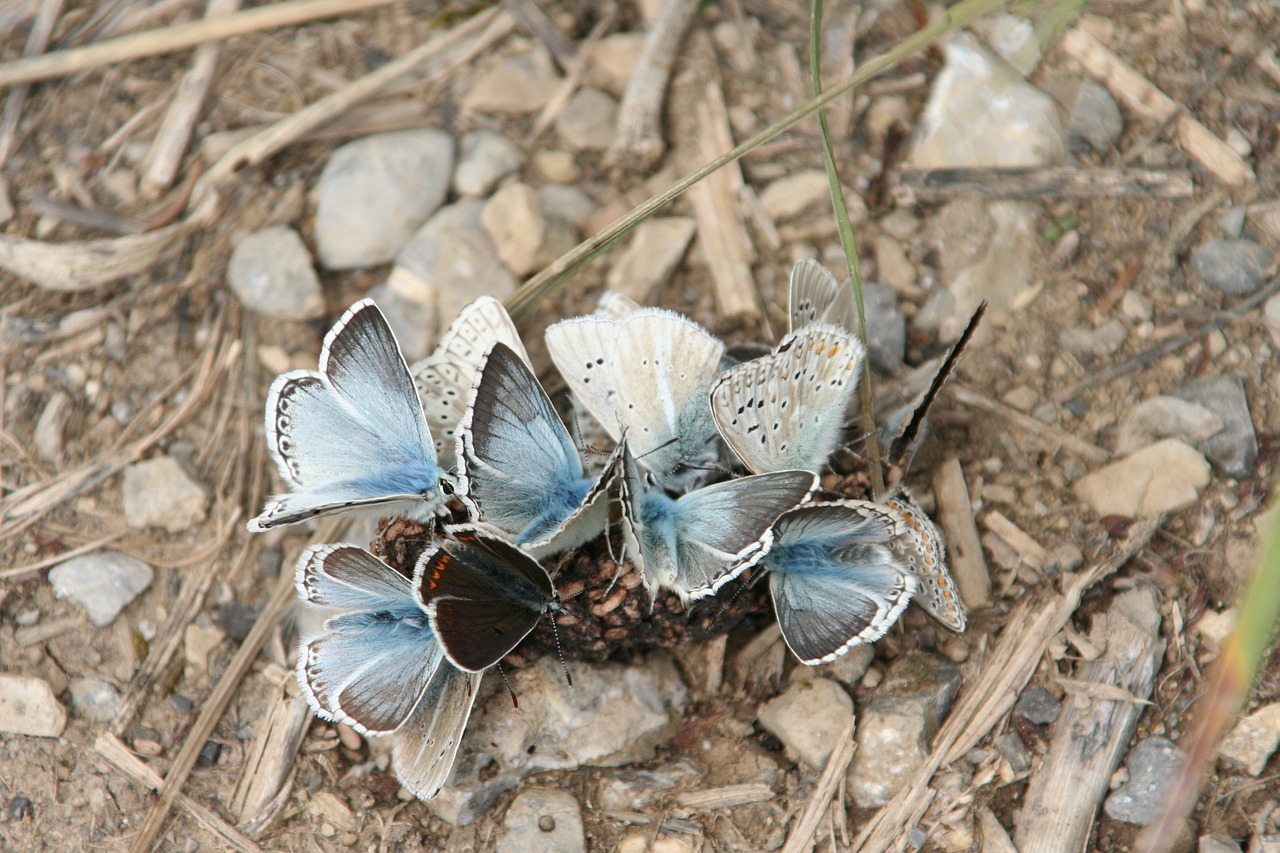 butterflies blue group free photo