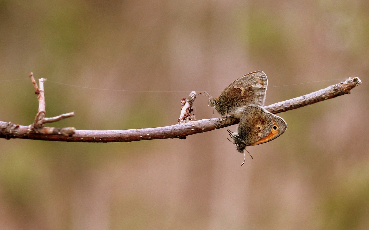 butterflies mating love free photo