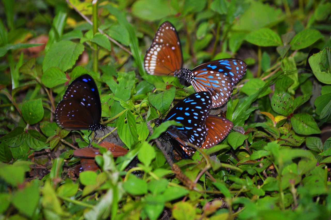 butterflies beauty animal free photo