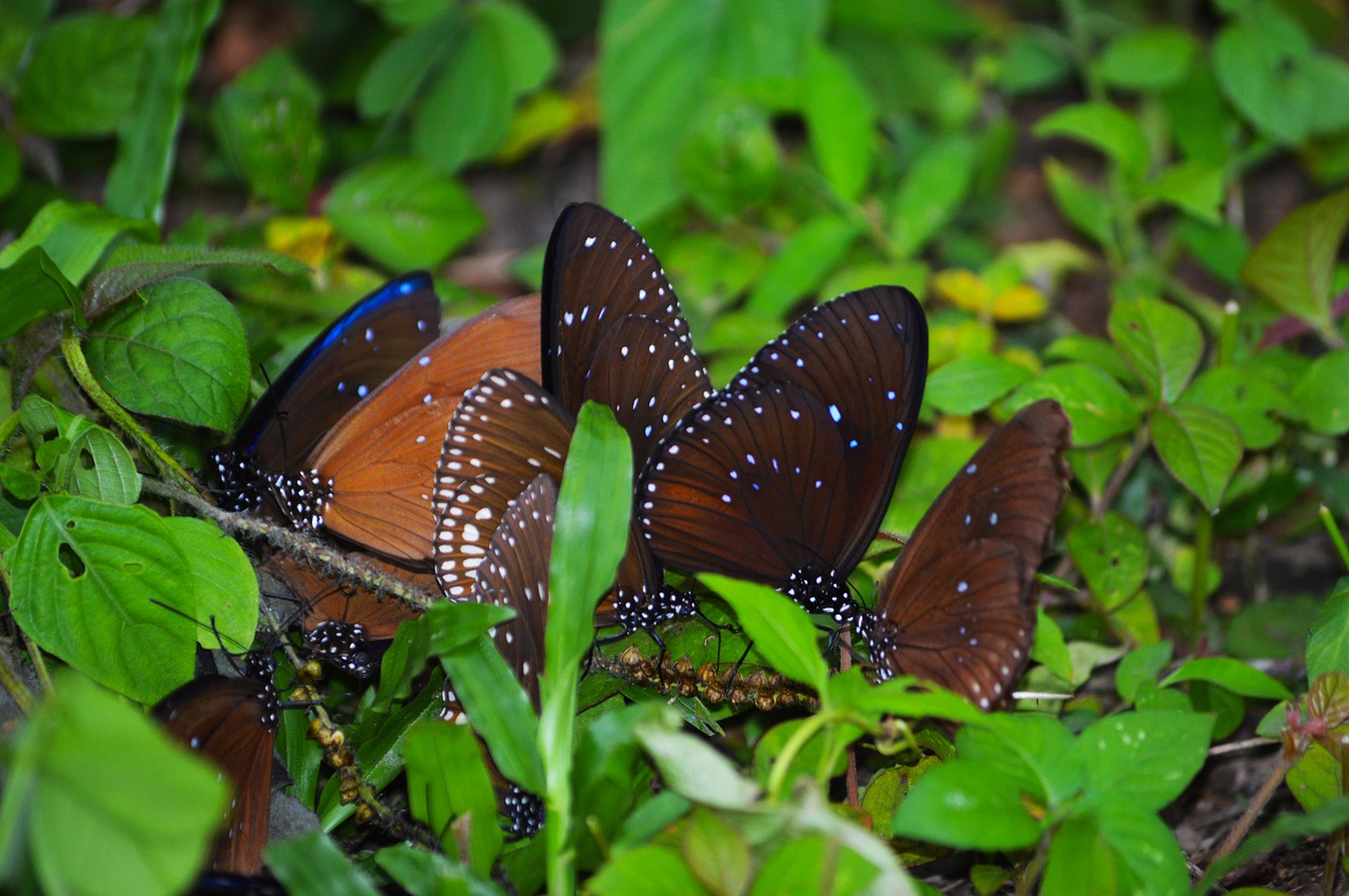 butterflies nature evening free photo