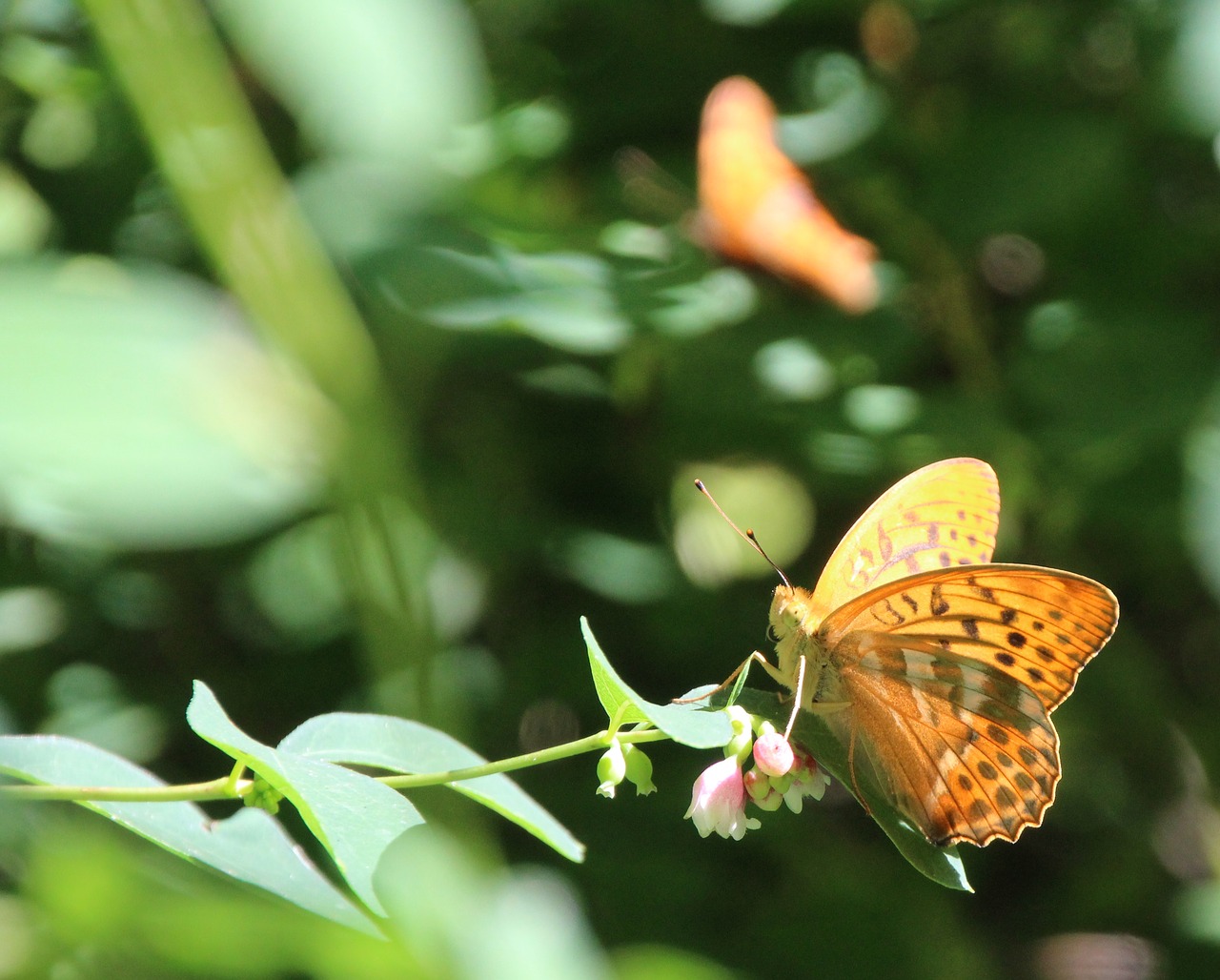 butterflies butterfly insect free photo