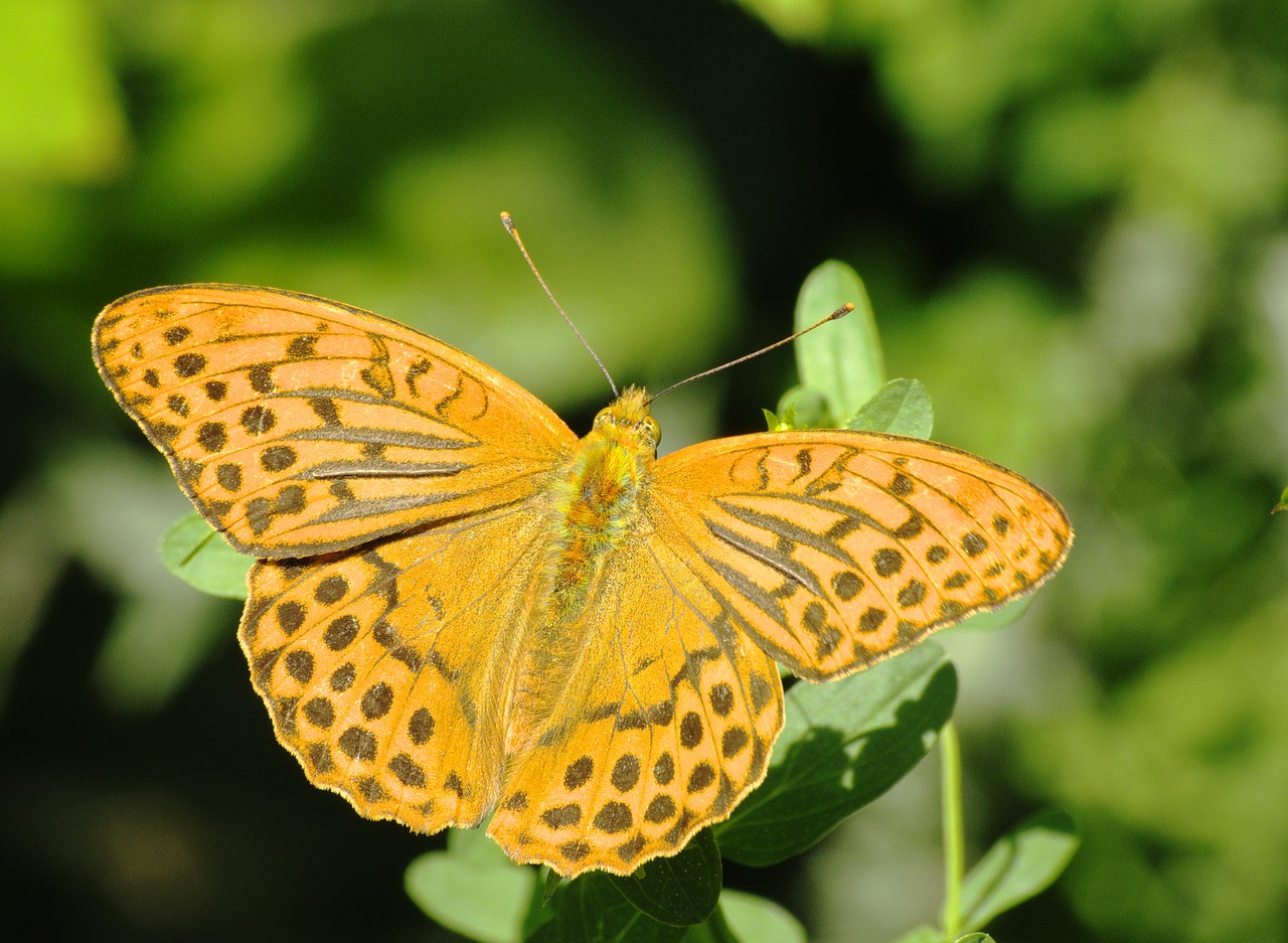 butterflies fritillary butterfly free photo