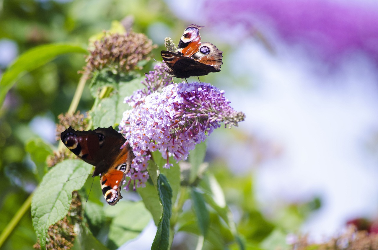 butterflies nature garden free photo