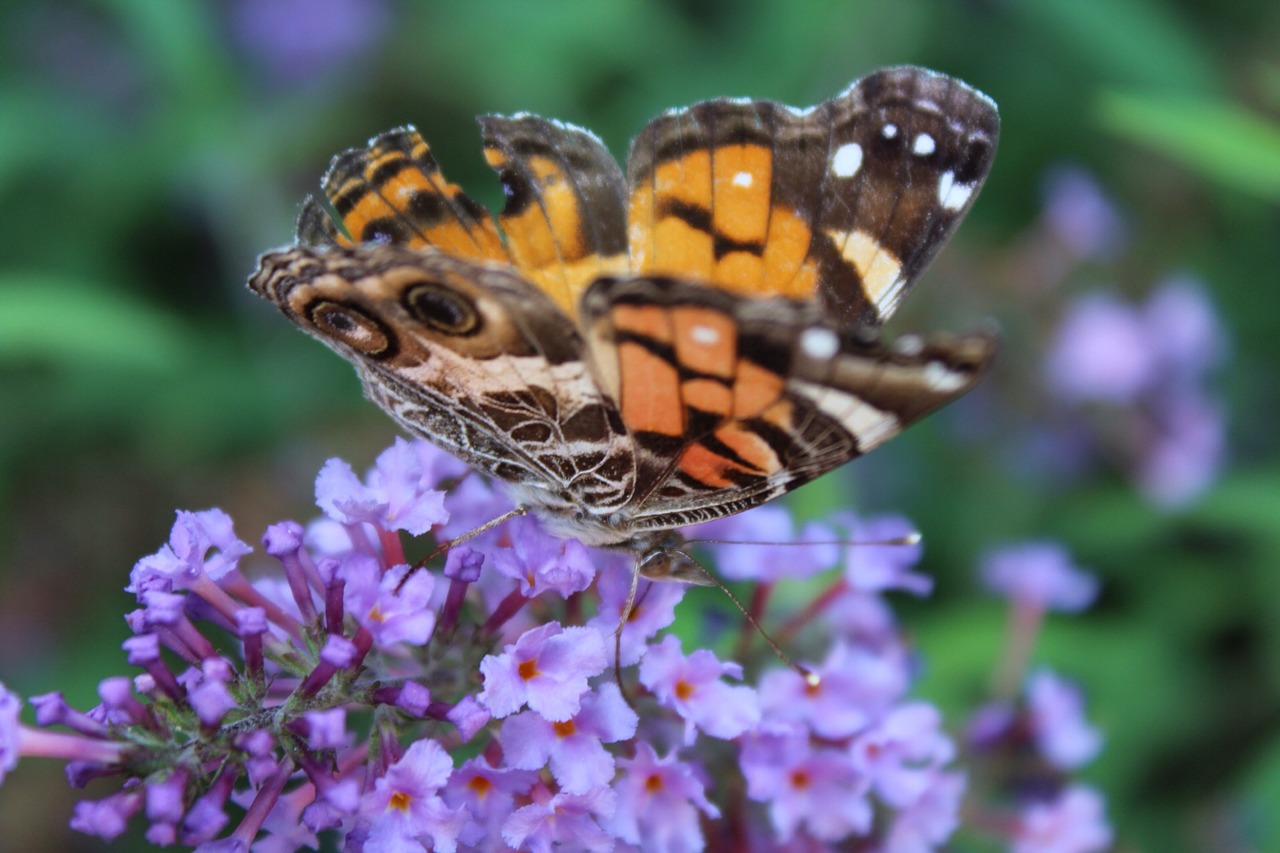 butterflies butterfly flowers free photo