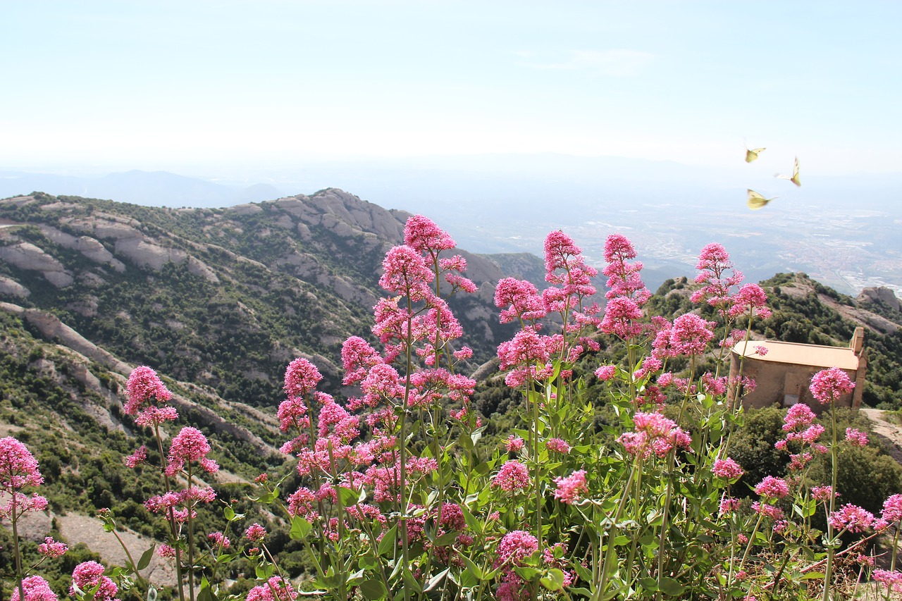 butterflies flowers view free photo