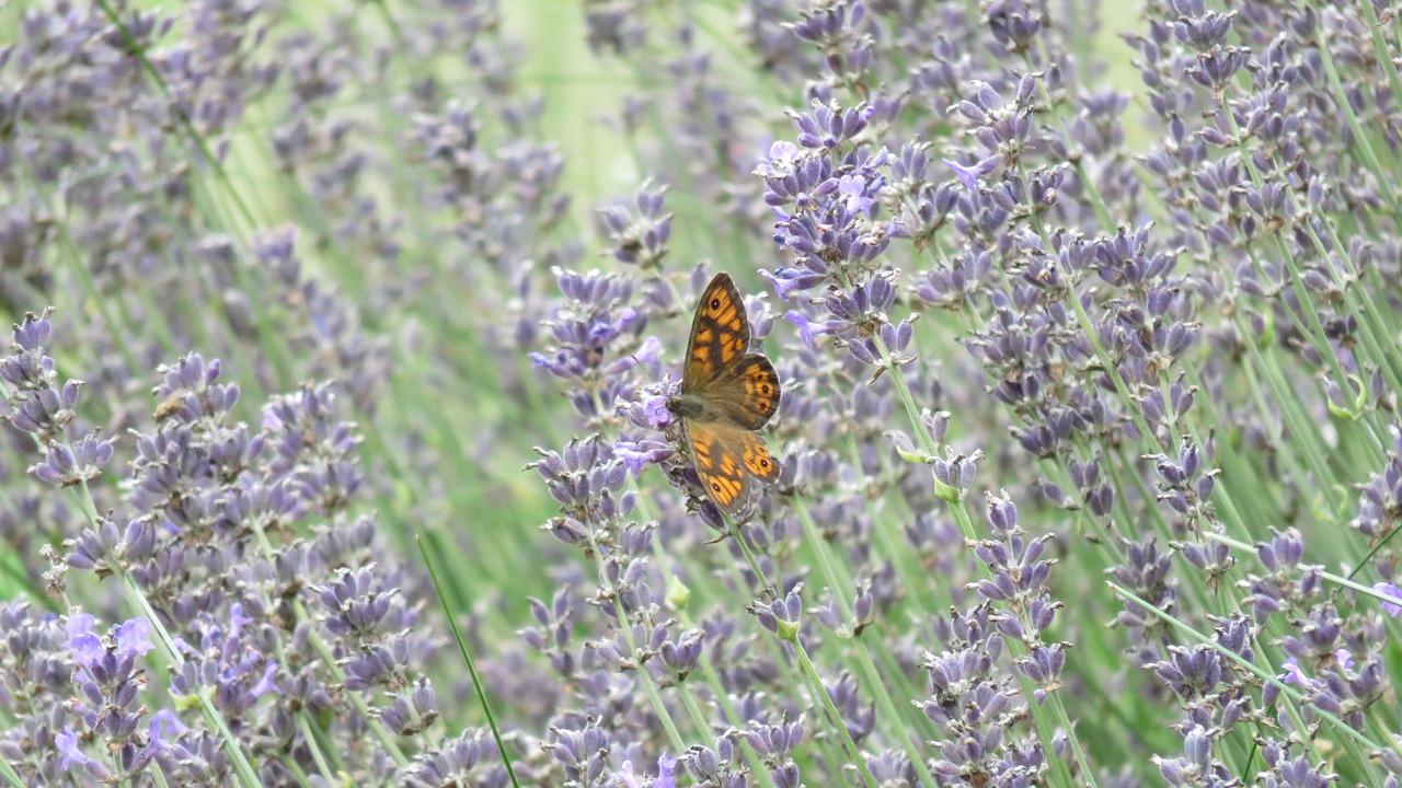 butterflies argusvlinder butterfly free photo