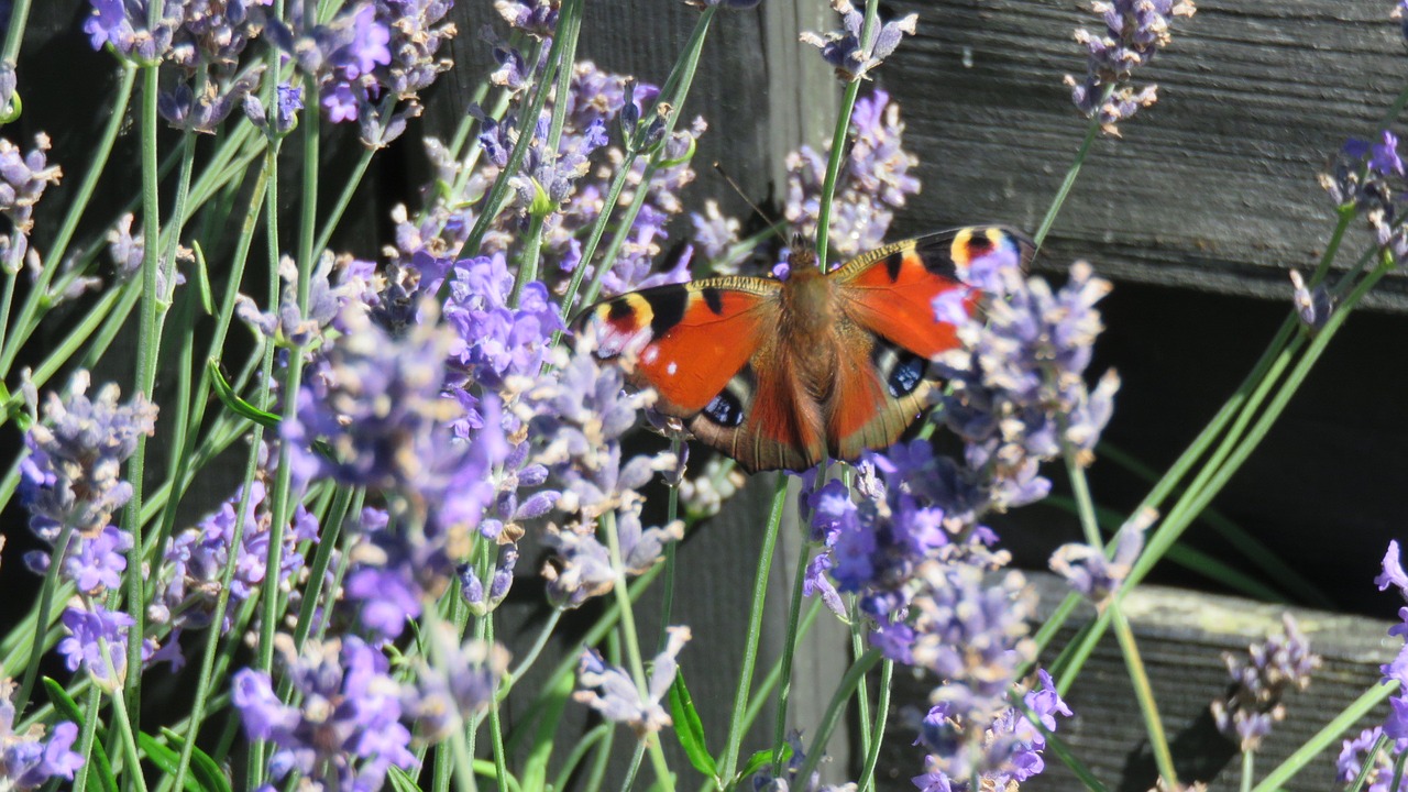 butterflies peacock nature free photo