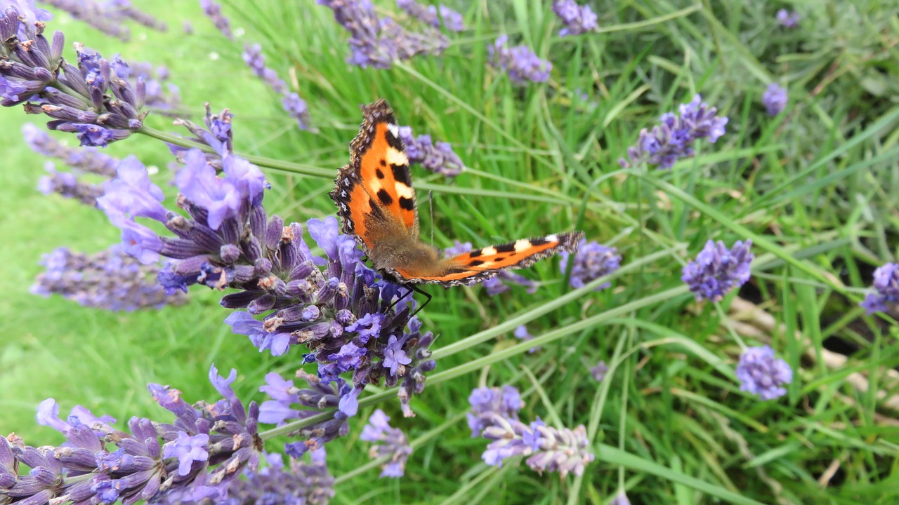 butterflies little fox nature free photo