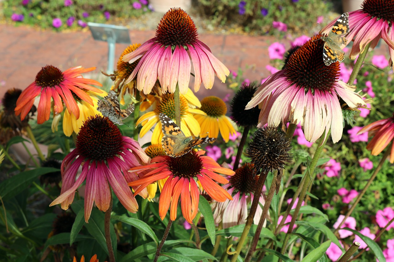 butterflies flowers butterfly free photo