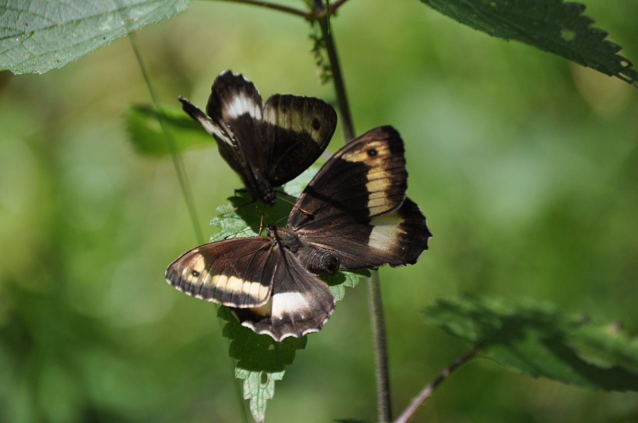 butterflies insects nature free photo