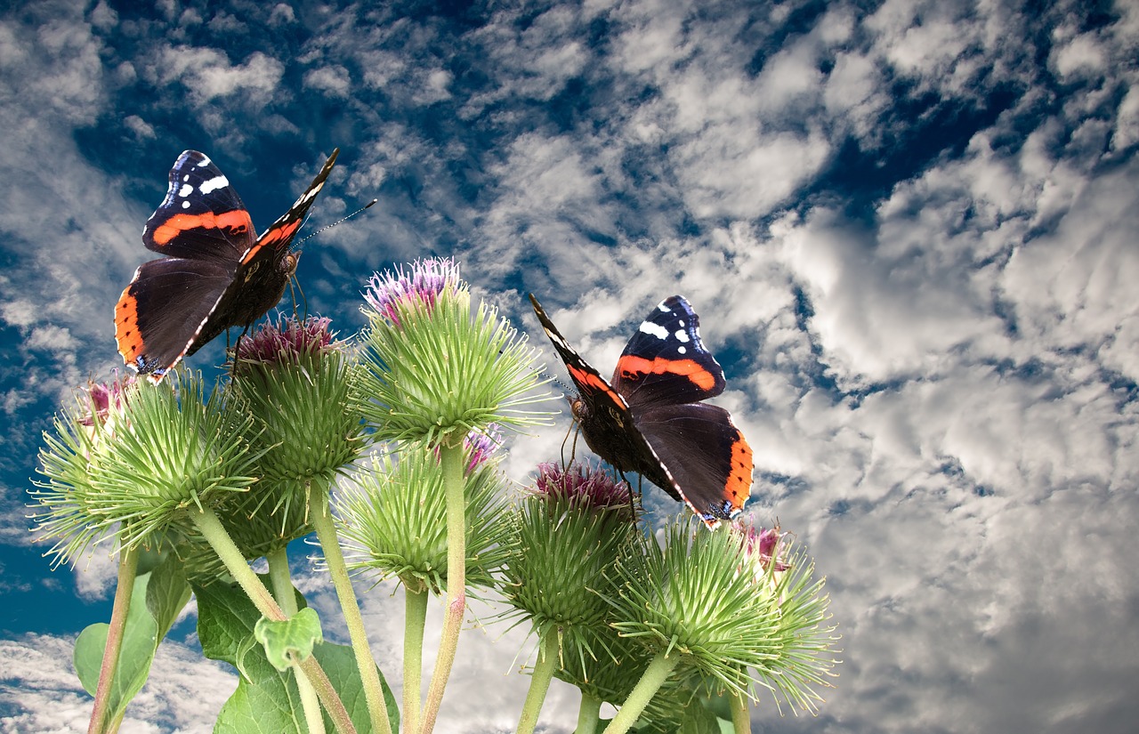 butterflies nature animals free photo