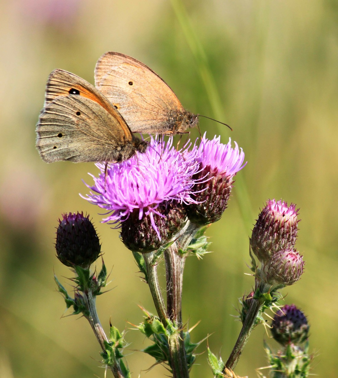 butterflies butterfly ochsenaugen free photo