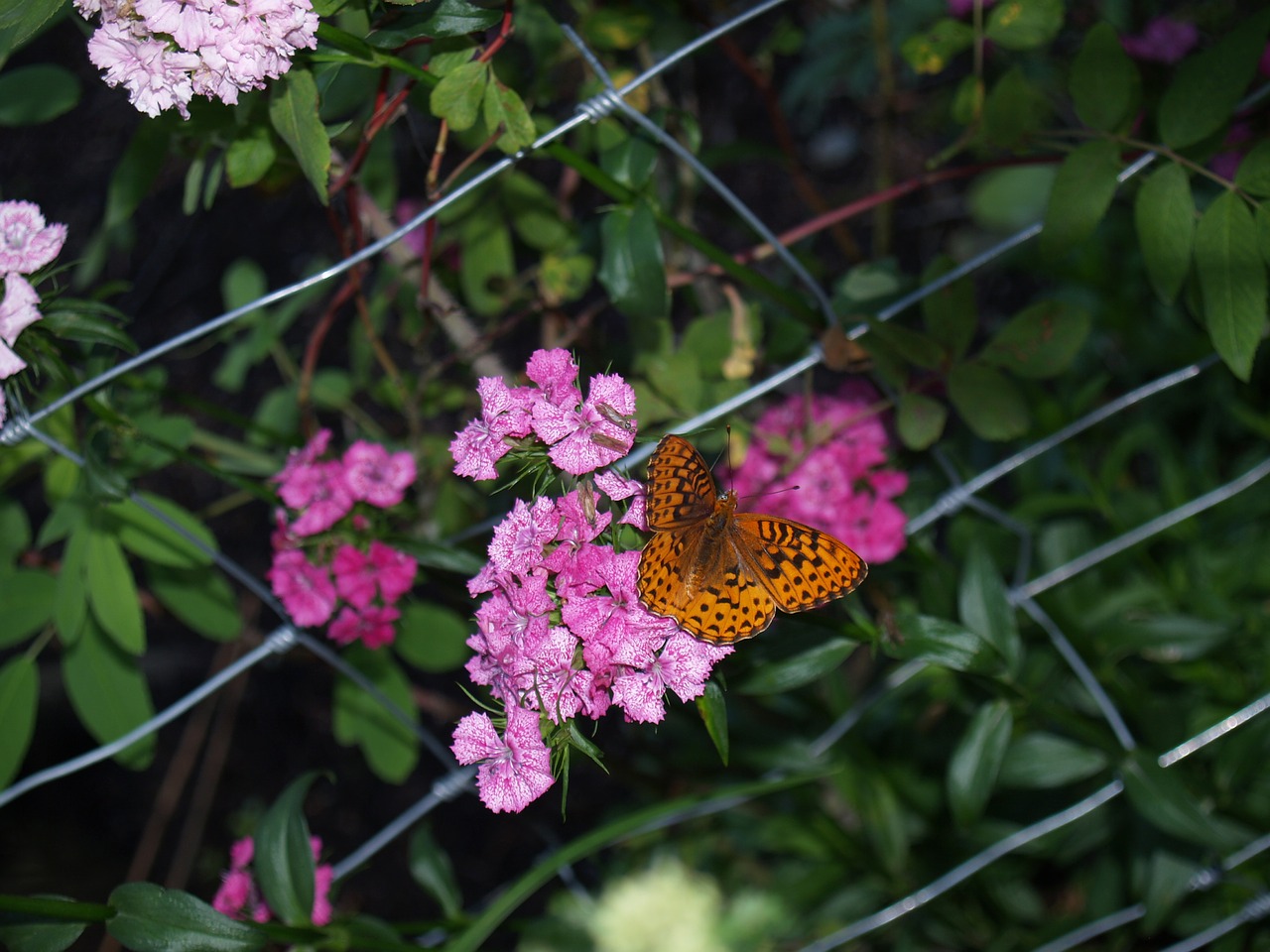 butterflies flowers spring free photo