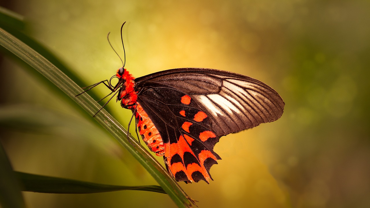 butterflies  bug  nature free photo