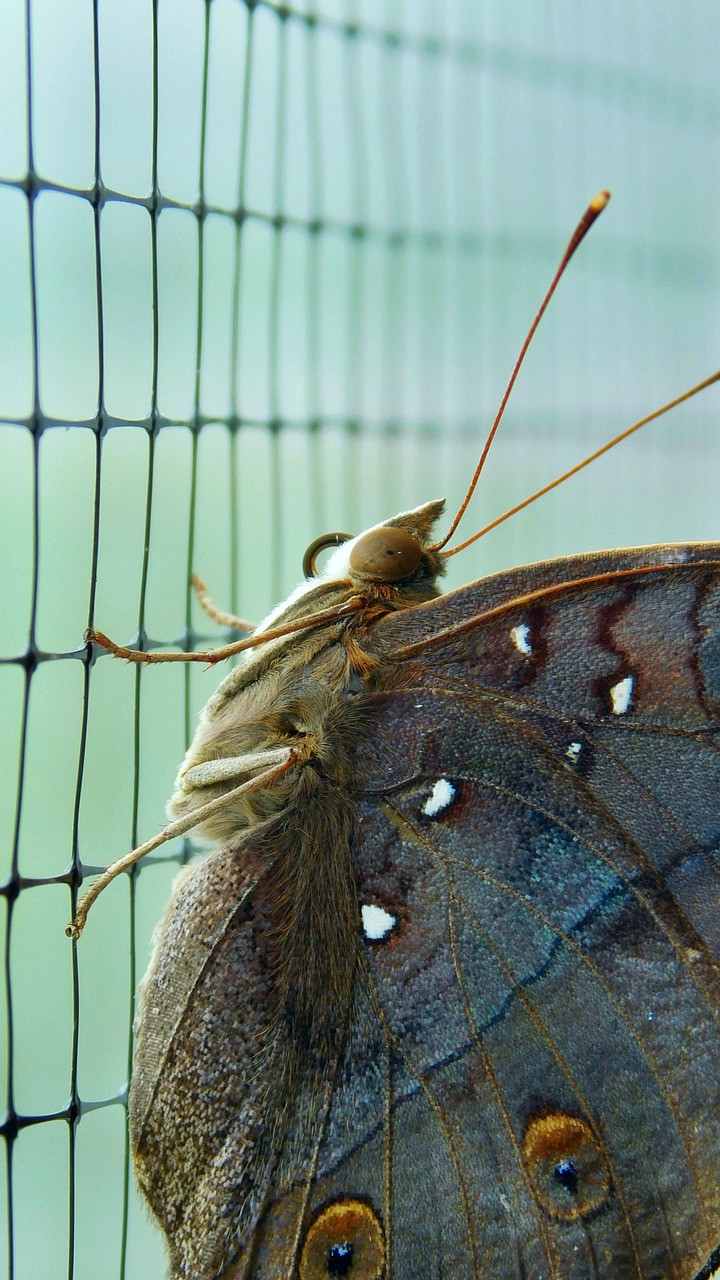 butterflies  bug  nature free photo