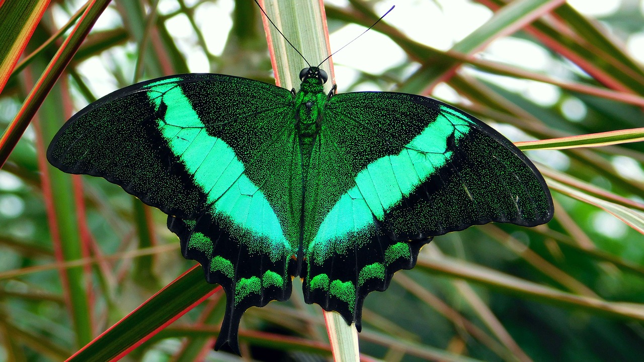 butterflies  bug  nature free photo