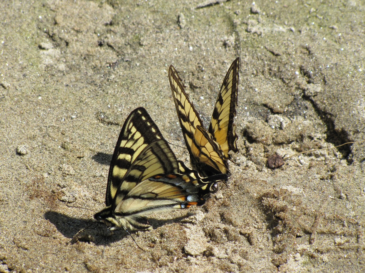 butterflies  mating  nature free photo