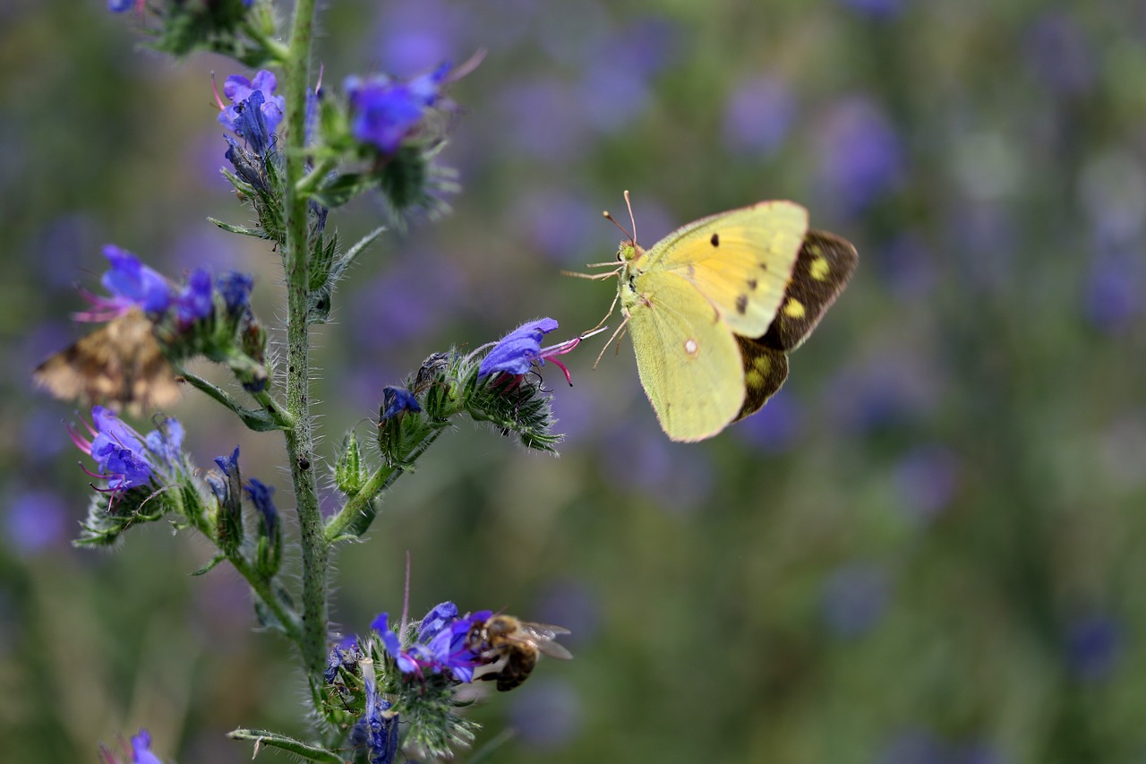 butterflies  yellow  flight free photo