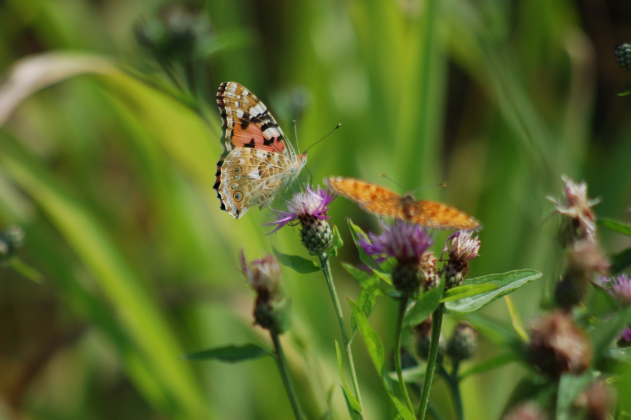 butterflies  flower  summer free photo