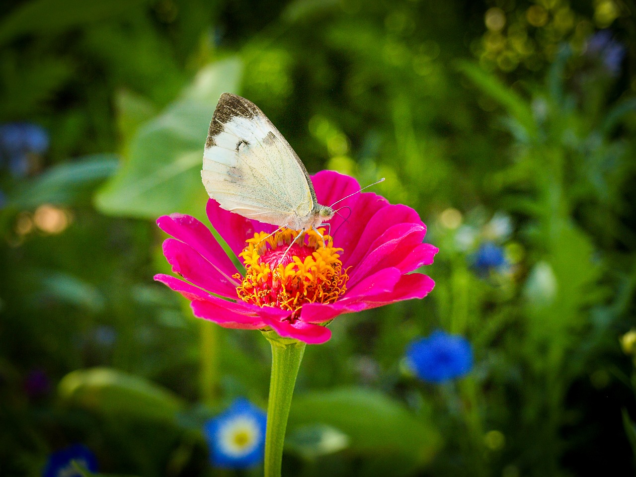 butterflies  butterfly  brown free photo