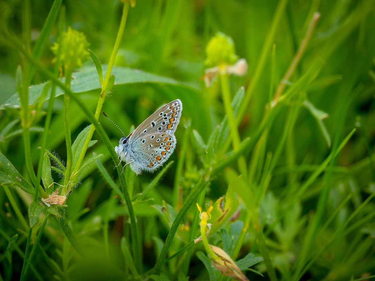 butterflies  butterfly  brown free photo