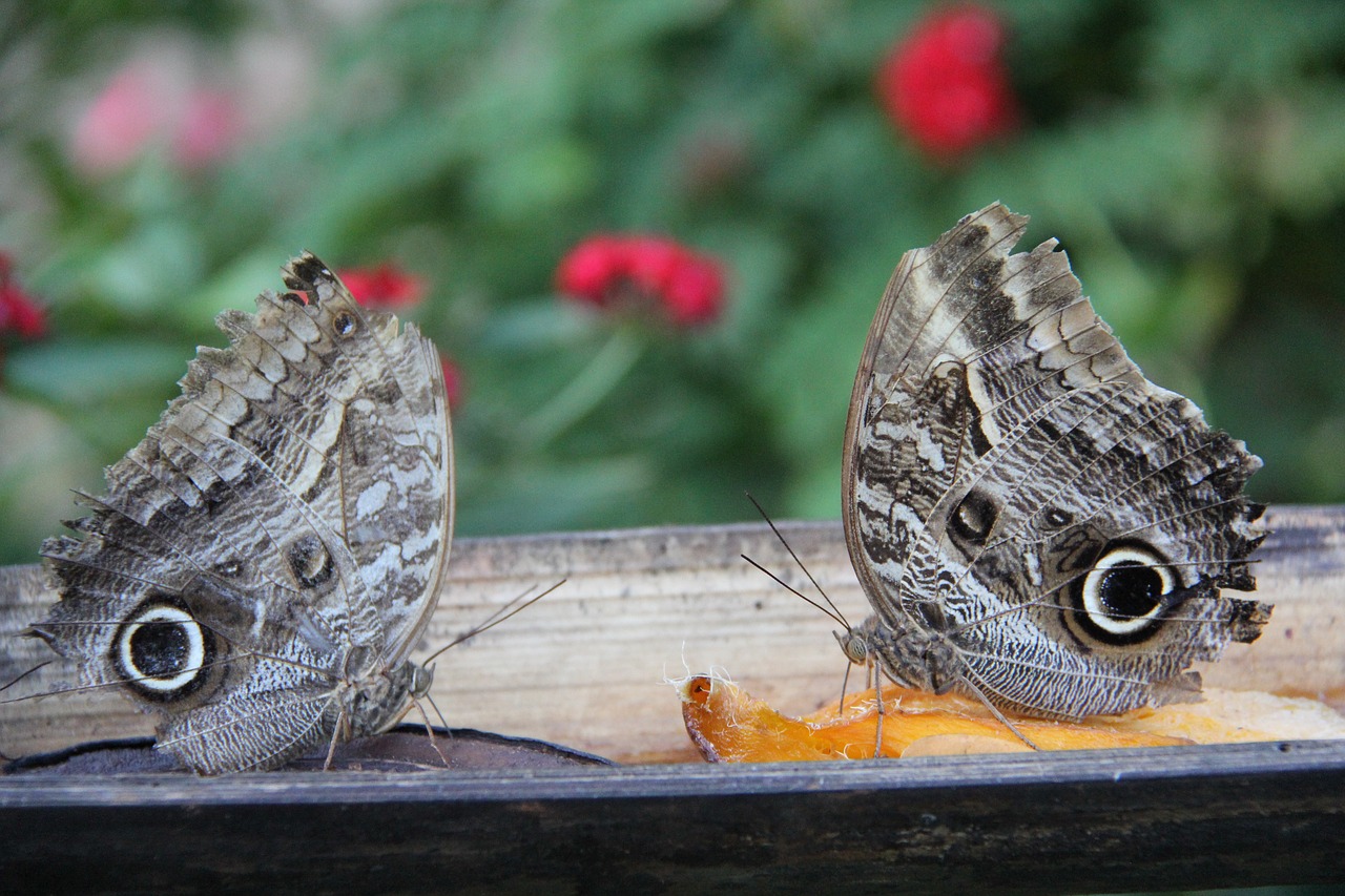 butterflies  nature  fauna free photo