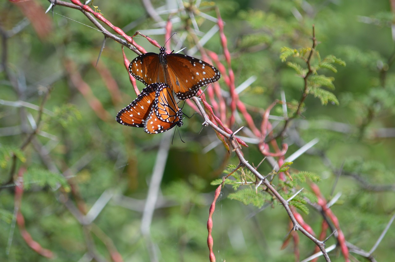 butterflies  thorns  couple free photo