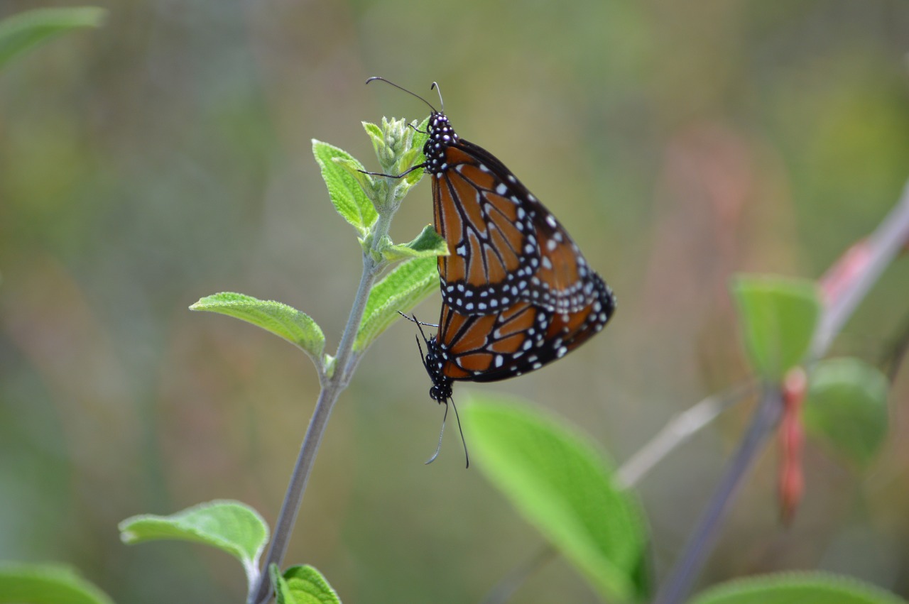 butterflies  couple  nature free photo