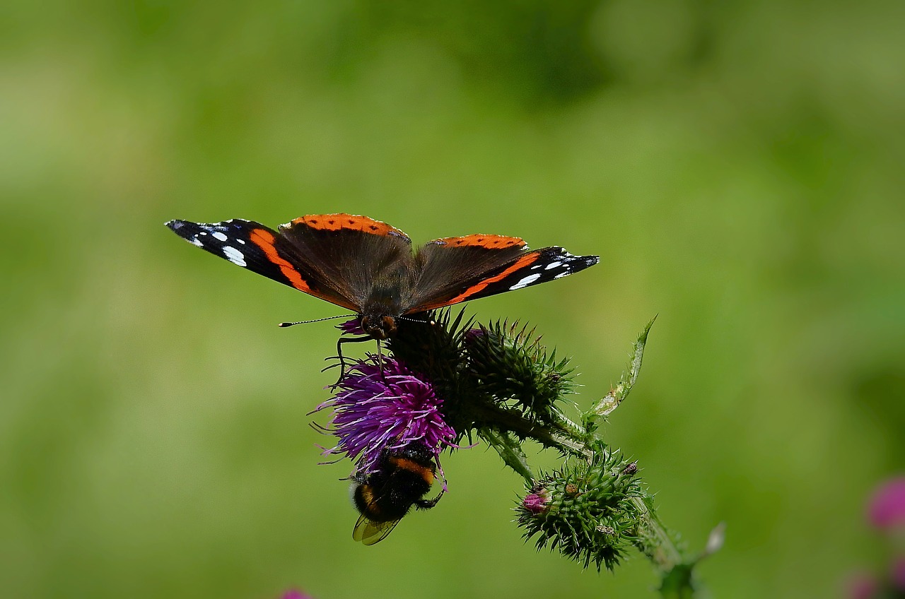 butterflies  nature  insect free photo