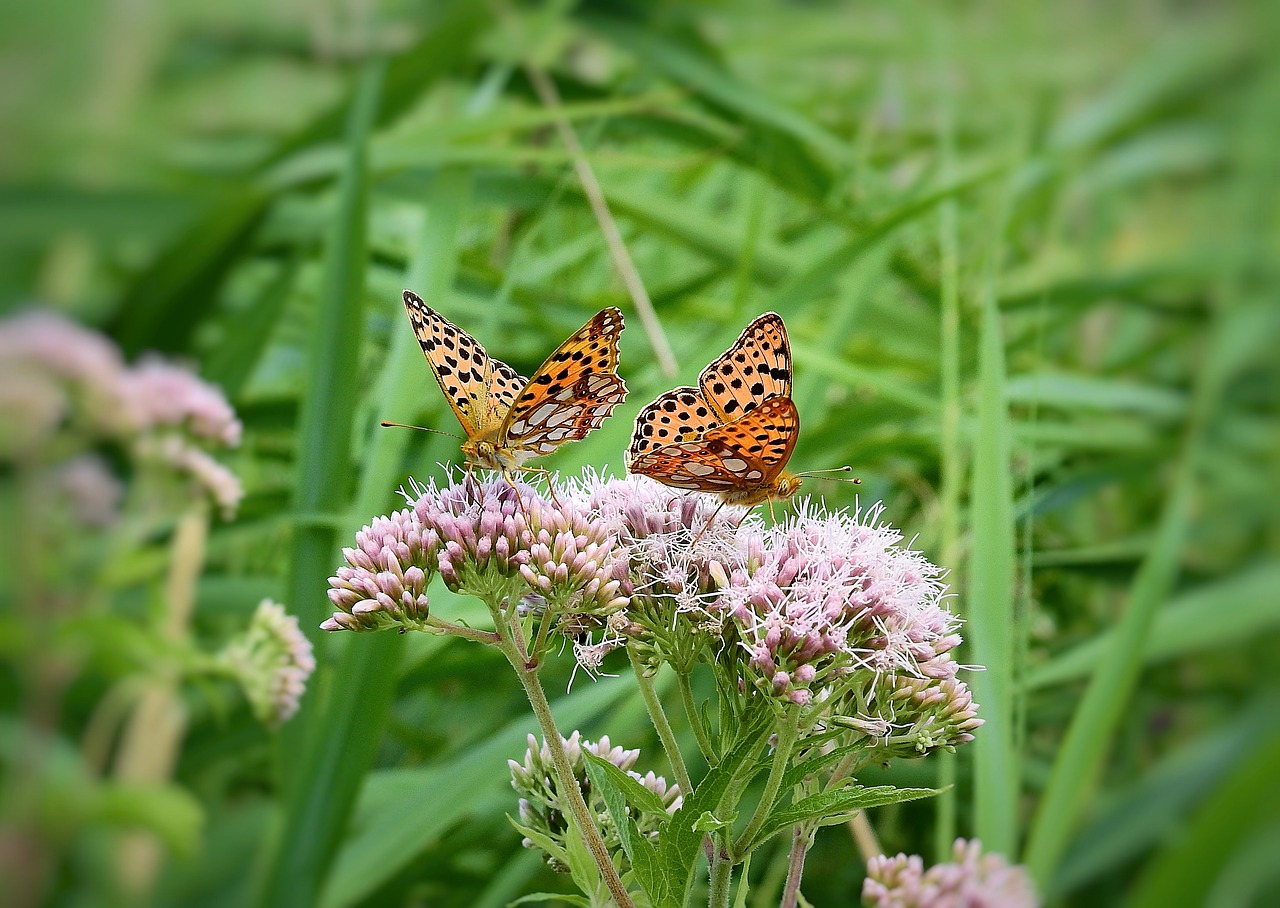 butterflies  insects  flowers free photo