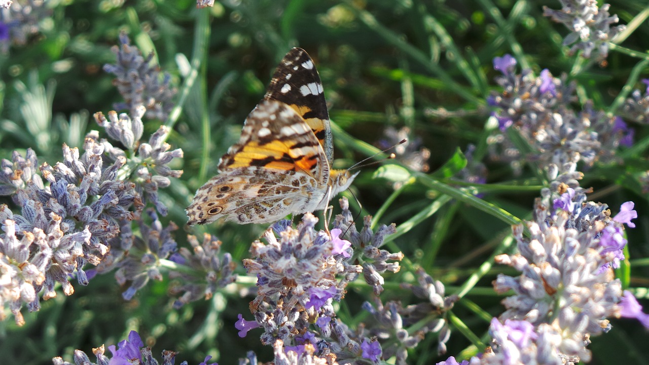 butterflies  nature  butterfly free photo