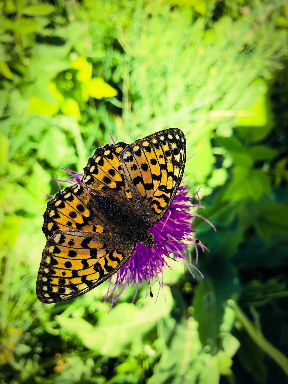 butterflies  flowers  mountain free photo