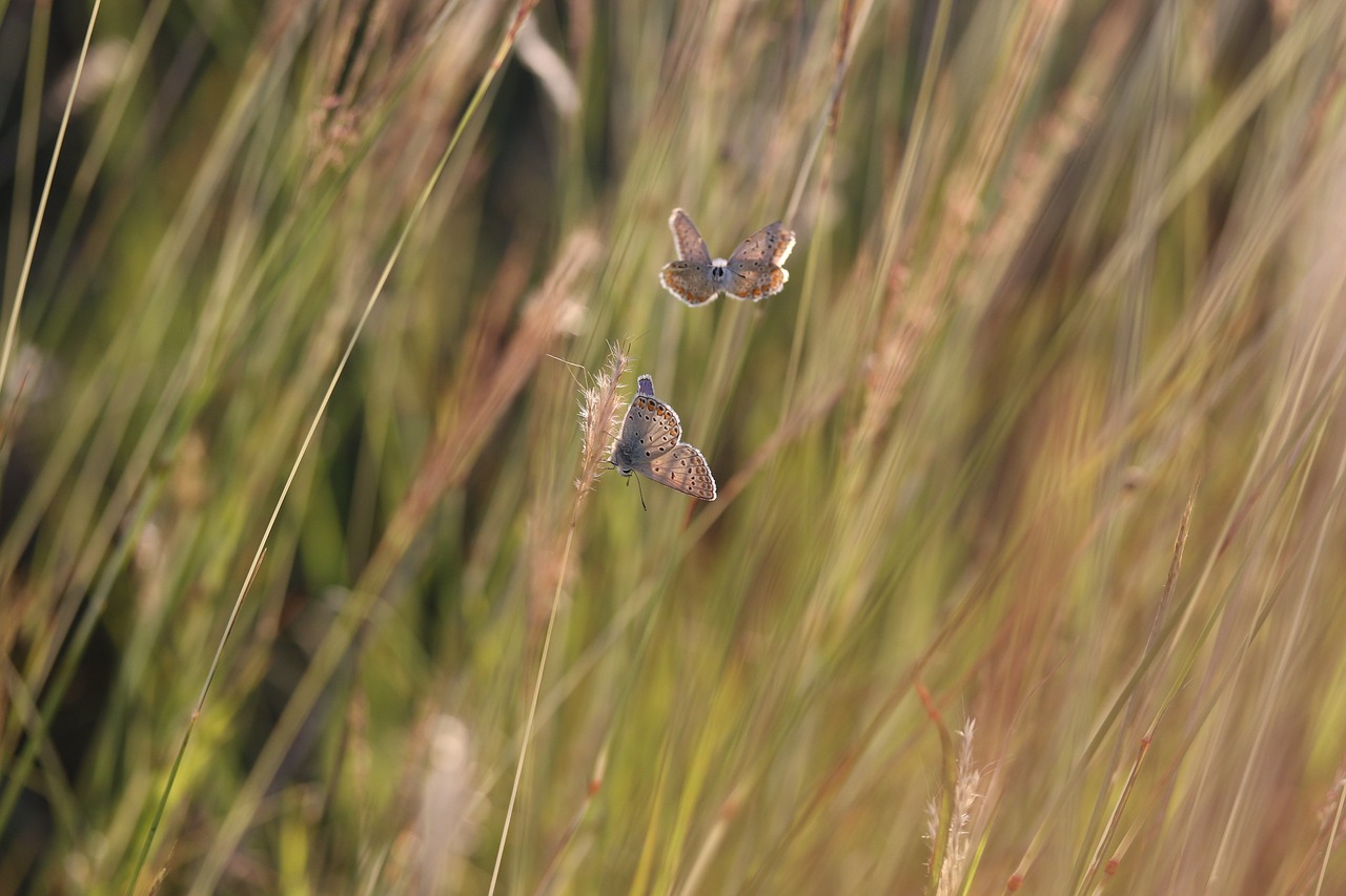butterflies  mating  grass free photo