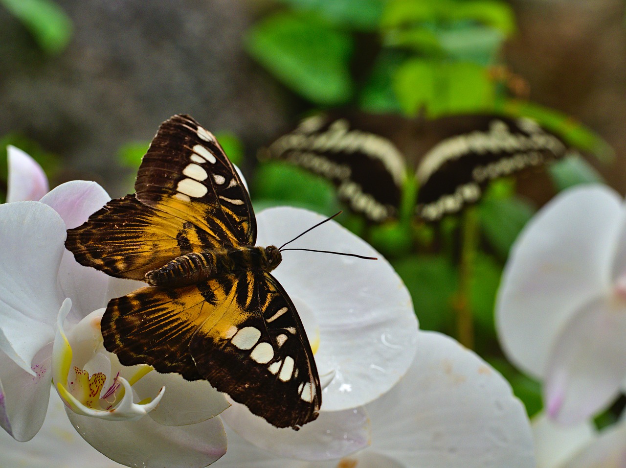 butterflies  flower  orchid free photo