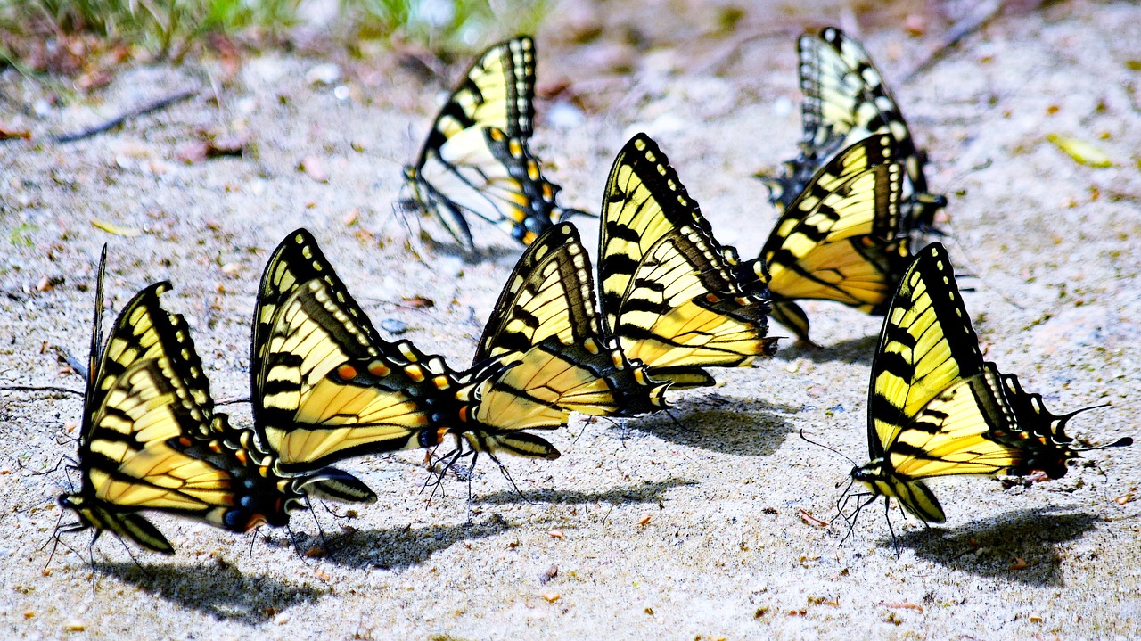 butterflies  yellow  usa free photo