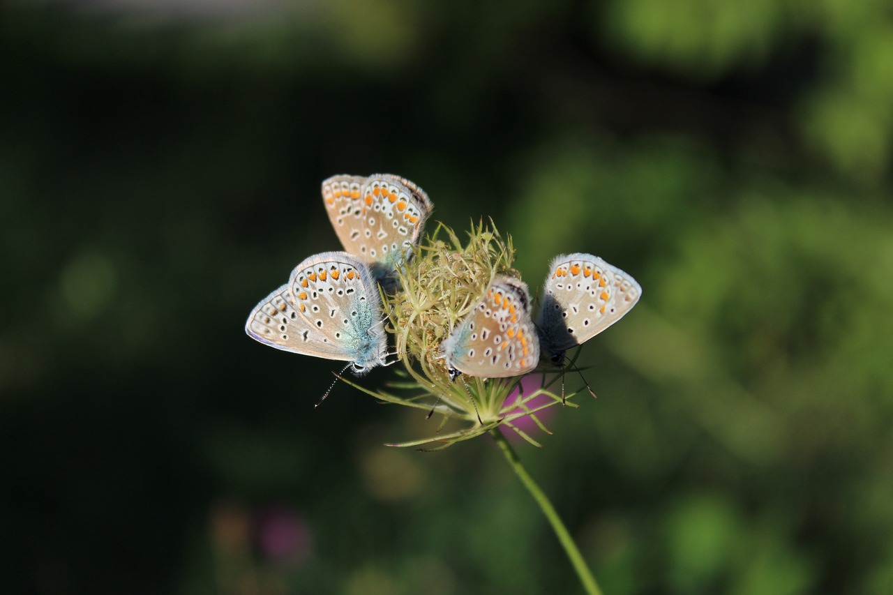 butterflies  flower  insect free photo