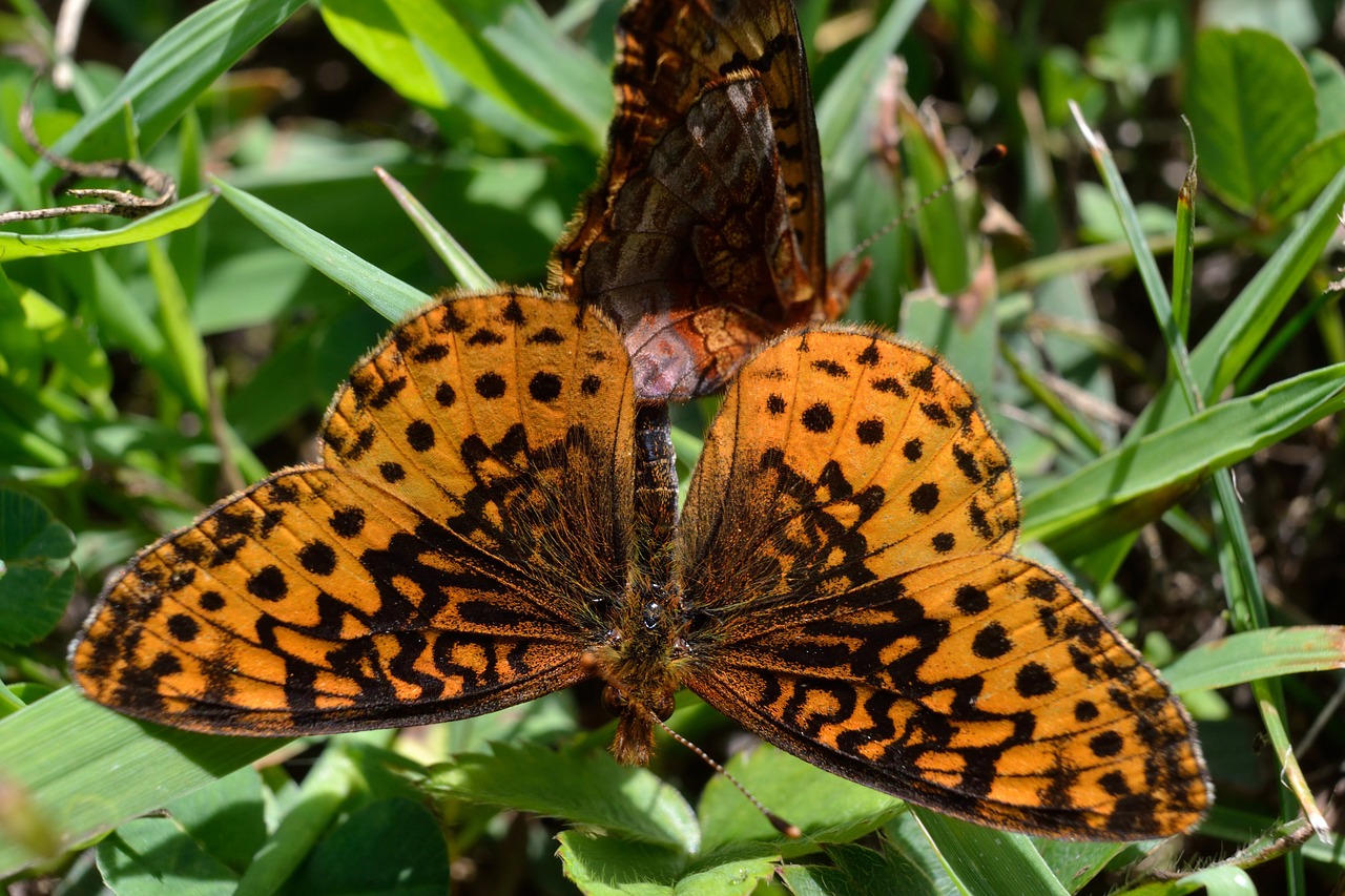 butterflies  insects  mating free photo