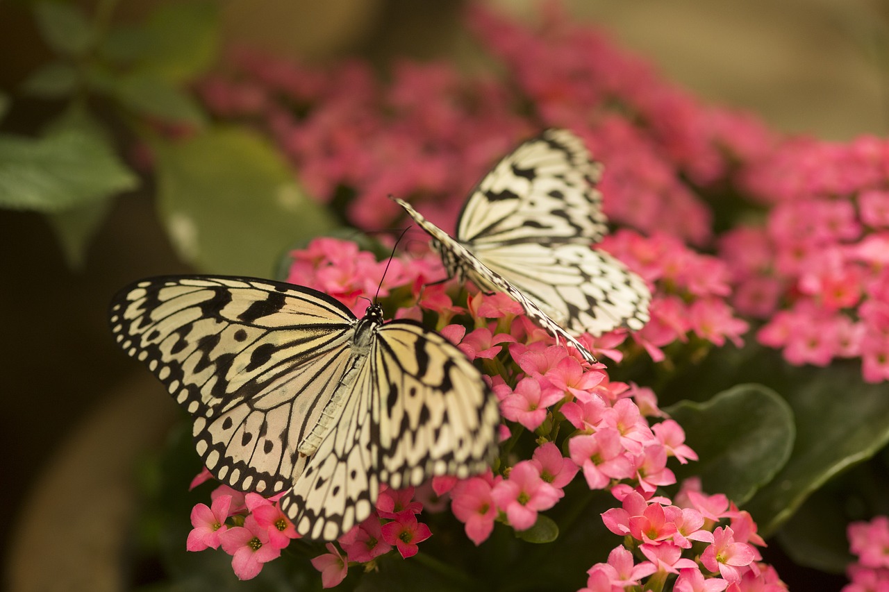 butterflies  butterfly  nature free photo