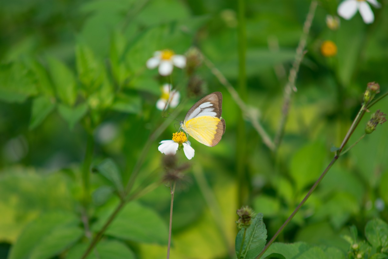 butterflies  animals  nature free photo