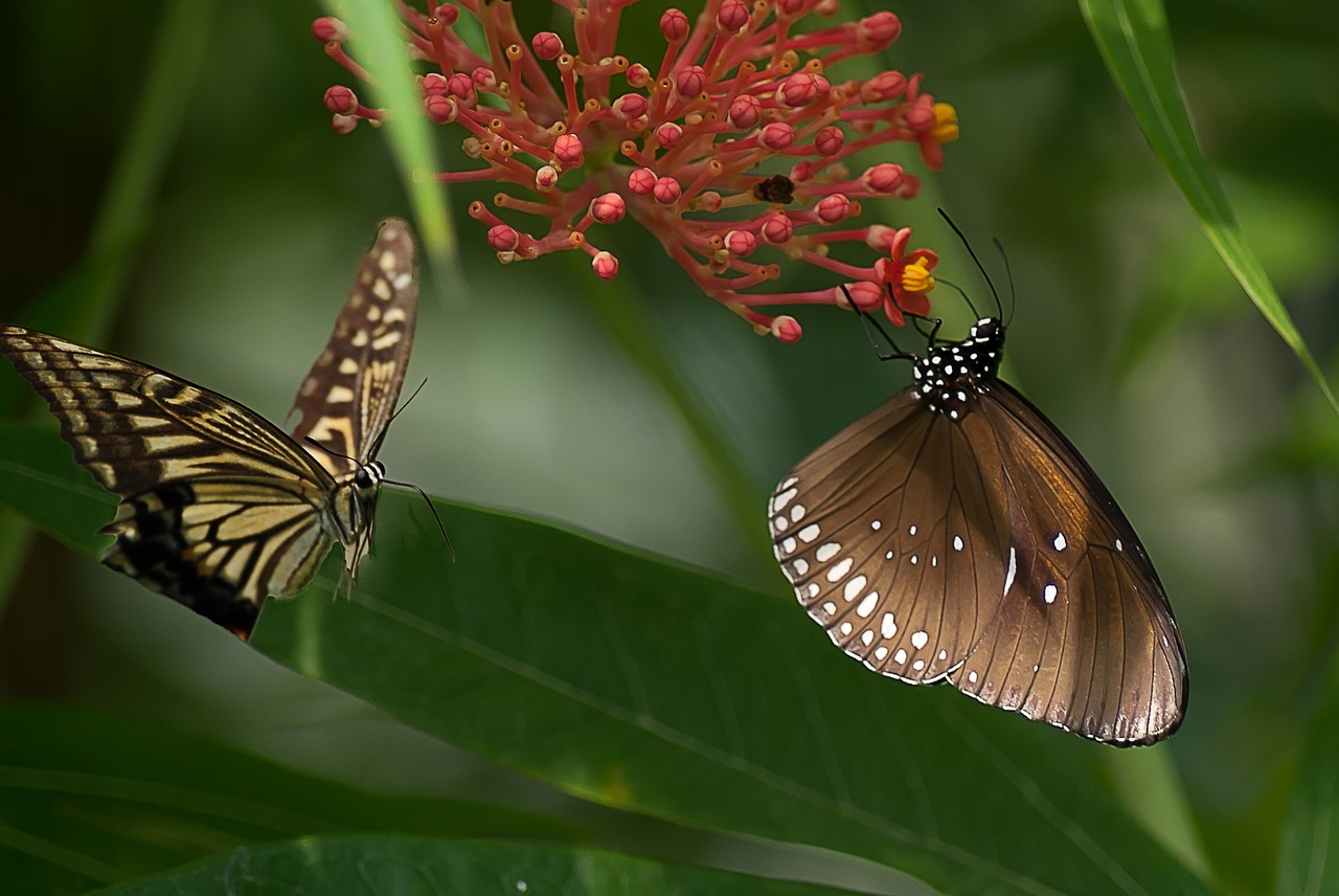 butterflies  butterfly  nature free photo