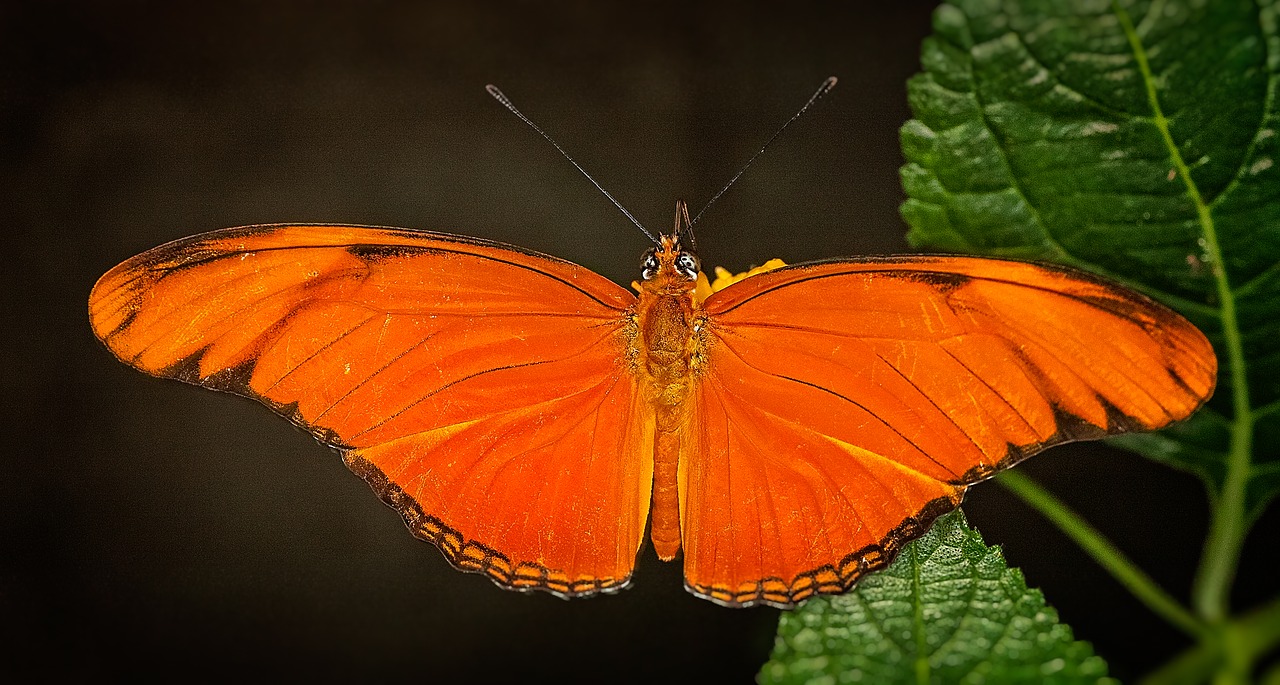 butterflies  orange colors  insects free photo