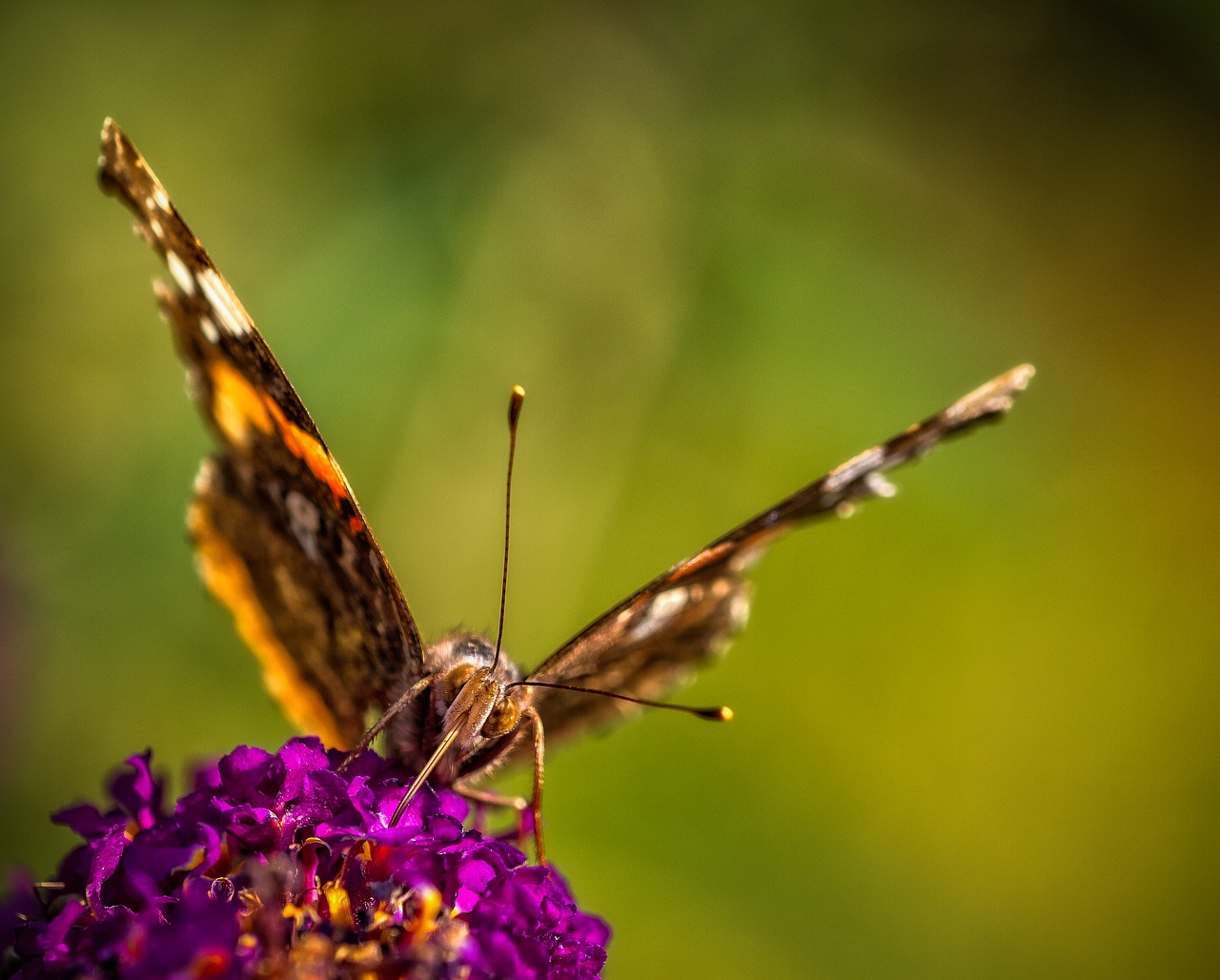 butterflies  flowers  the insect free photo