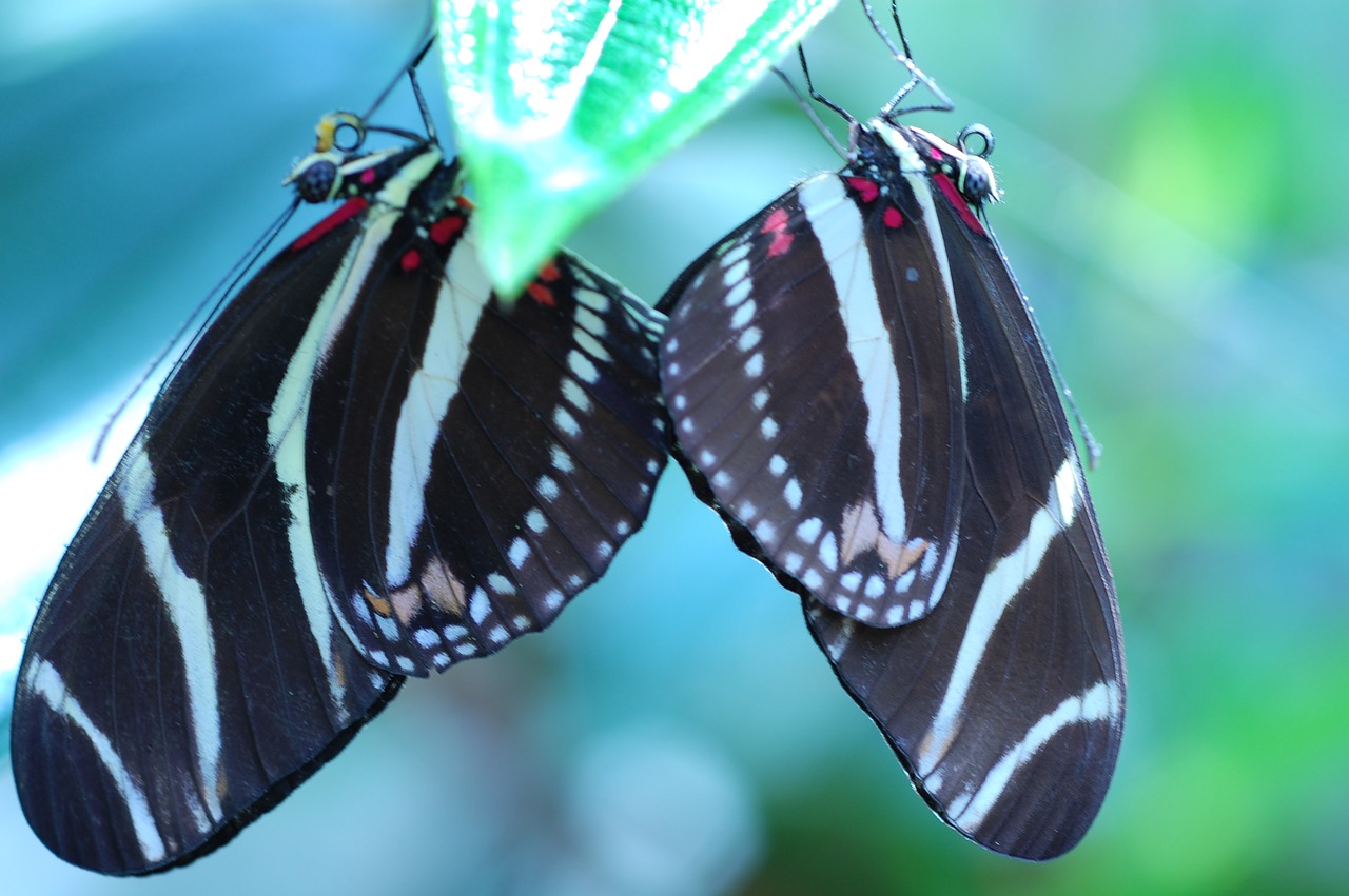 butterflies  insects  nature free photo