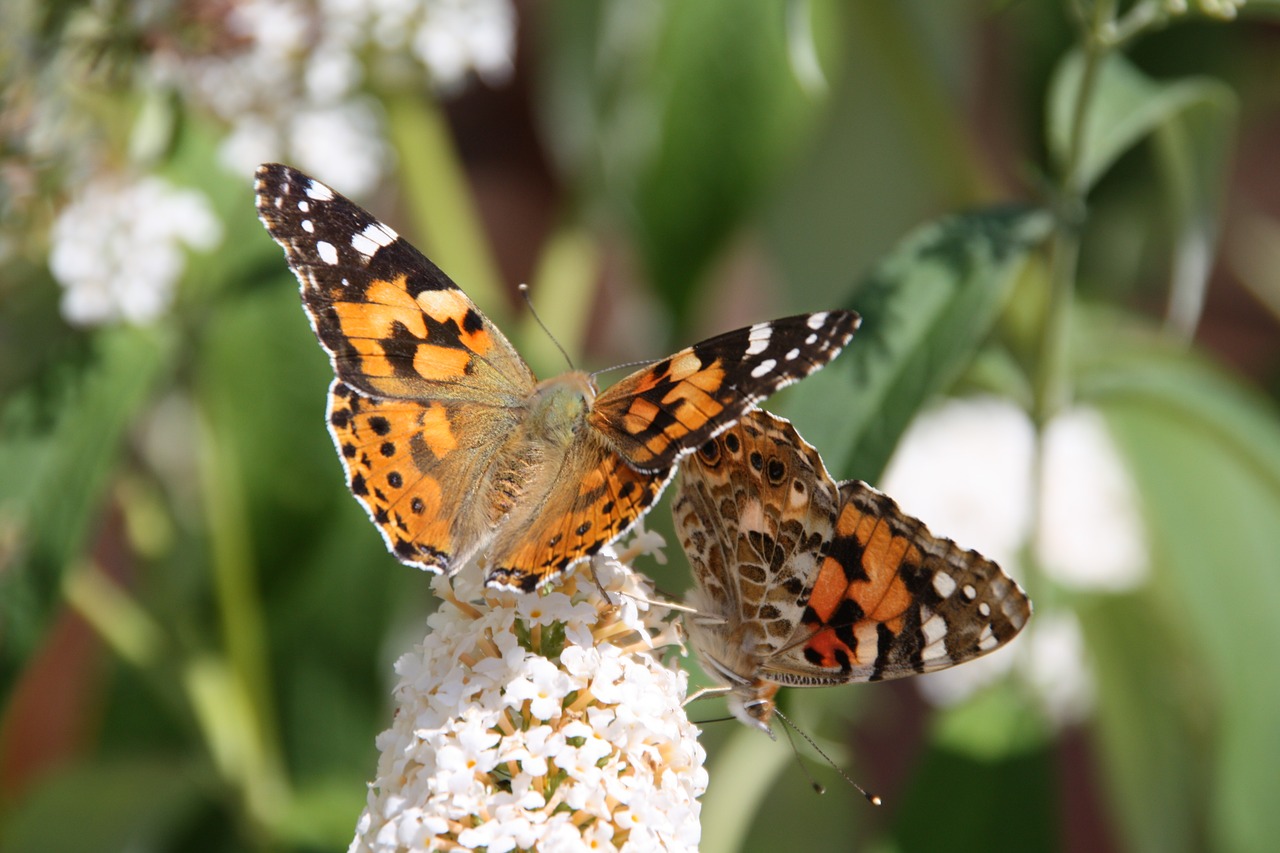 butterflies  flowers  summer free photo