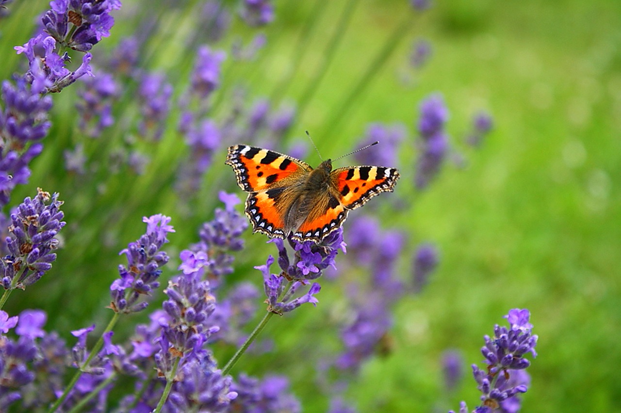 butterflies  little fox  flowers free photo