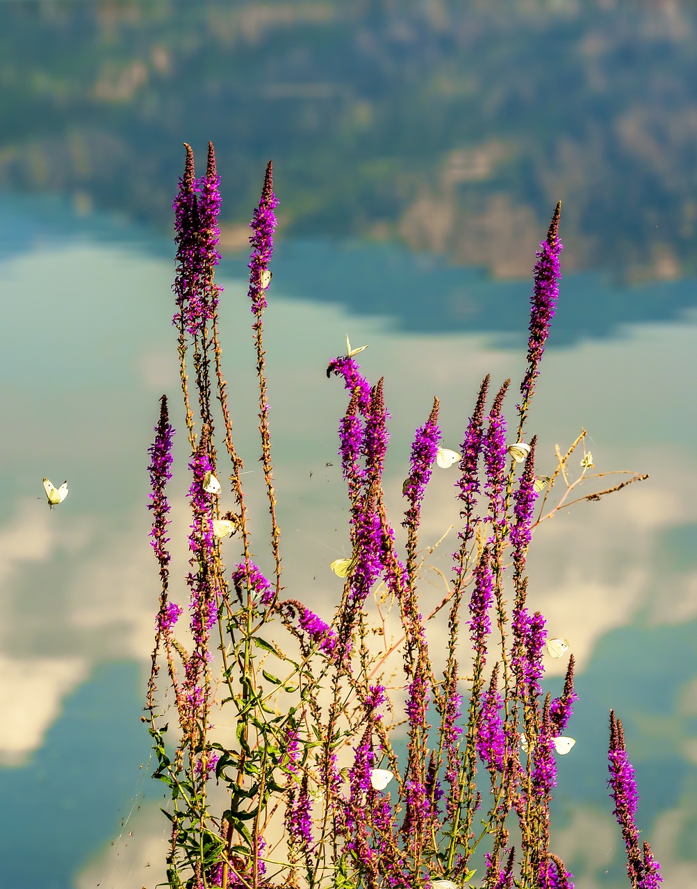 butterflies  lake  butterfly free photo